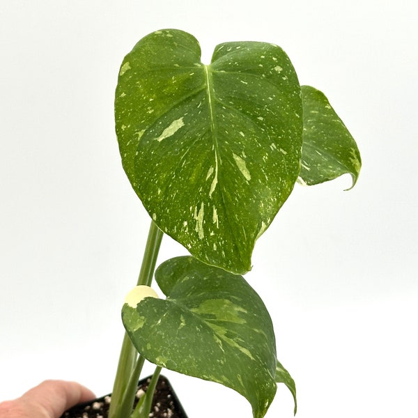 Monstera Thai Constellation - Exact Plant - 2.5 Inch Pot