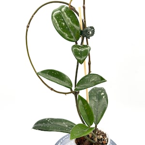 Hoya Wilbur Graves China