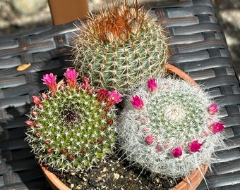 Live Cactus Arrangement - In Bloom Now 4/25/2024