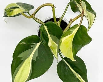 Philodendron 'Silver Stripe' - Exact Plant - Fast Shipping!