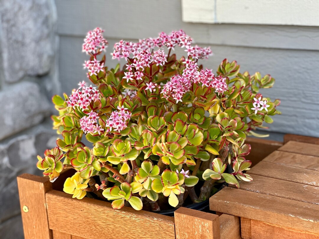 Variegated and Tricolor Jade Plant Live Succulent Plants and Cuttings