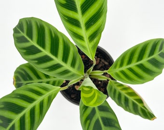 Calathea Zebrina - Exact Plant