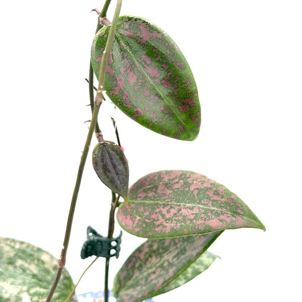 Hoya Hoya 'Pink Crush' (DMW-001-U) [verticillata (fka. wibergiae) x unknown]
