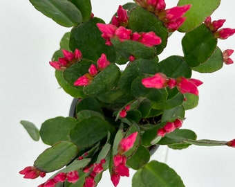 Easter Cactus - Live Houseplant - Magenta