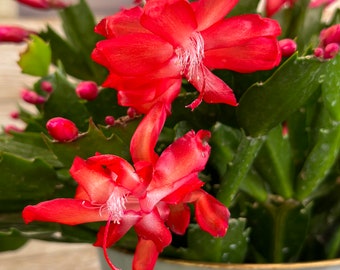 Red Thanksgiving Cactus - Christmas Cactus - Live Succulent Plants