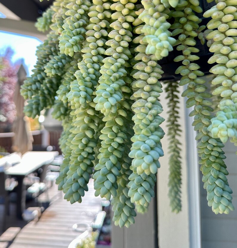 Burro's Tail Succulent Plant Cutting Sedum Etsy