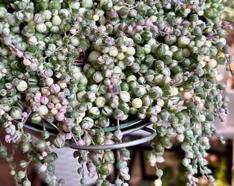 Variegated String of Pearls or String of Rubies - 3 Inch Starter Plant