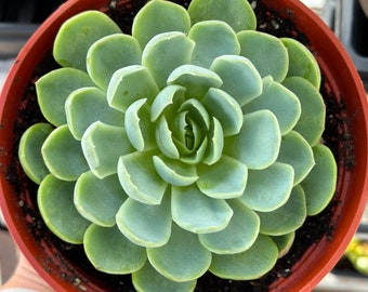 Handpicked Selection: Large Rosette Succulents - Customize Your Own Collection!