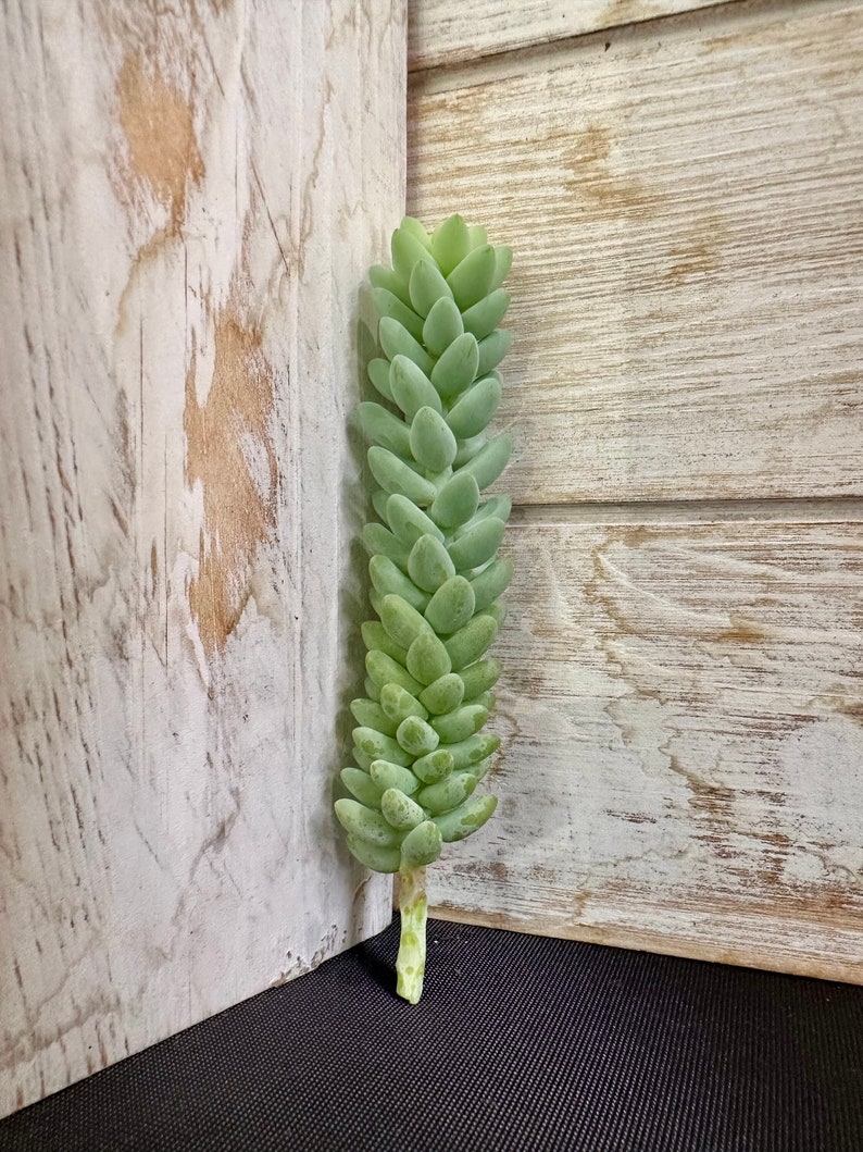 Burro's Tail Succulent Plant Cutting Sedum Etsy