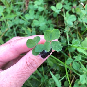 REAL fourleaf clover necklace, lucky clover necklace, good luck gift, clover necklace, botanical necklace, botanical jewelry image 6