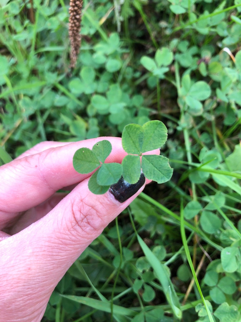 REAL fourleaf clover necklace, lucky clover necklace, good luck gift, clover necklace, botanical necklace, botanical jewelry image 6