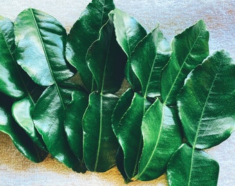 May include: A close-up of a collection of fresh, vibrant green kaffir lime leaves. The leaves are arranged in a cluster, showcasing their glossy texture and distinct shape. The background is a soft, white surface.