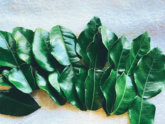Organically grown, fresh, and hand-picked Kaffir Lime Leaves