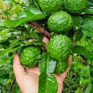 Freshly picked organic kaffir limes