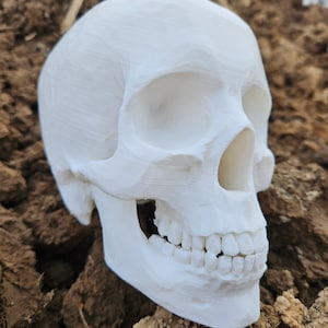 3D Printed Life Sized Human Skull Replica Decor
