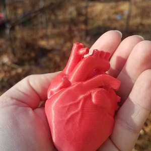 May include: A 3D printed anatomical heart model, made of red plastic. The model is detailed and realistic, showing the chambers and valves of the heart.