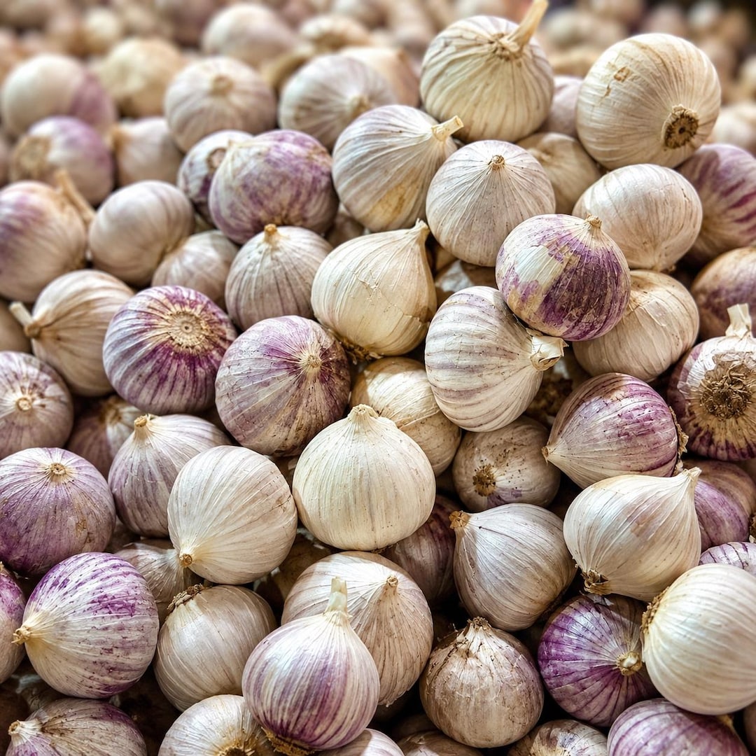 Single Pulp Garlic Organic Solo Garlic, Wild Single Clove Good Quality - Etsy