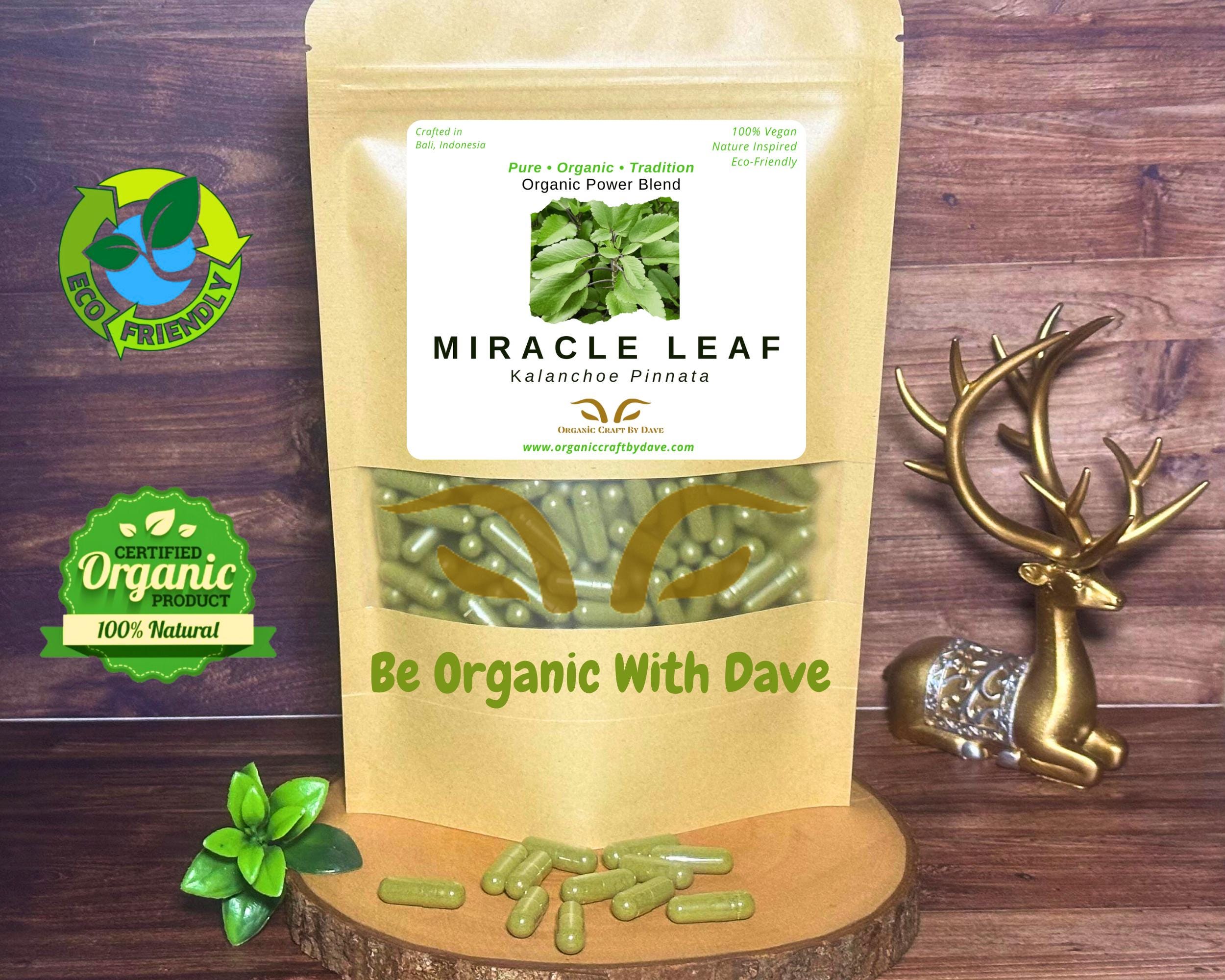 Miracle Leaf Capsules: Kalanchoe Pinnata, Vegan Herbal Supplement