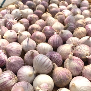 Organic Solo Garlic, Wild Single Clove Good Quality