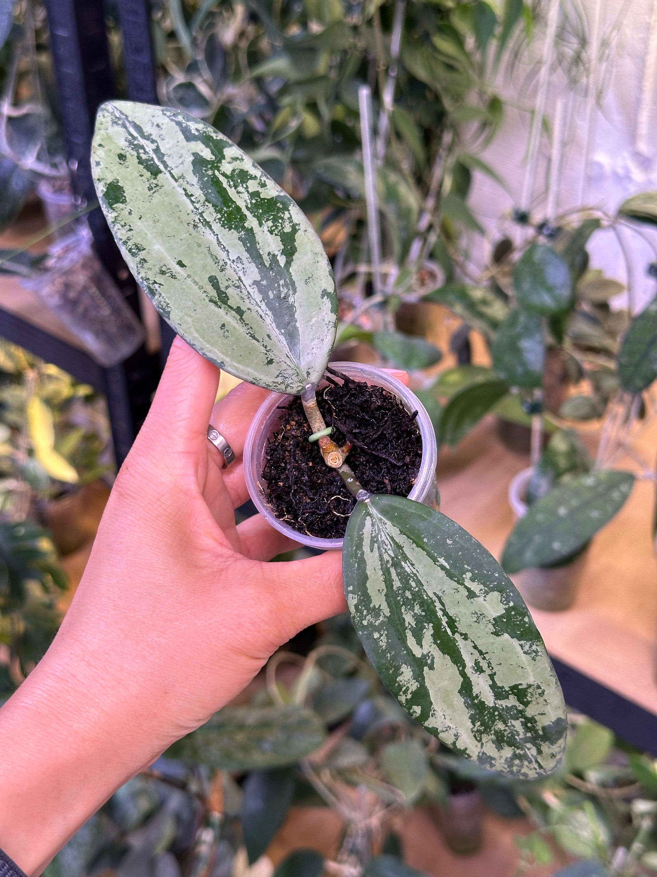Hoya Latifolia Silver — Aroidasia