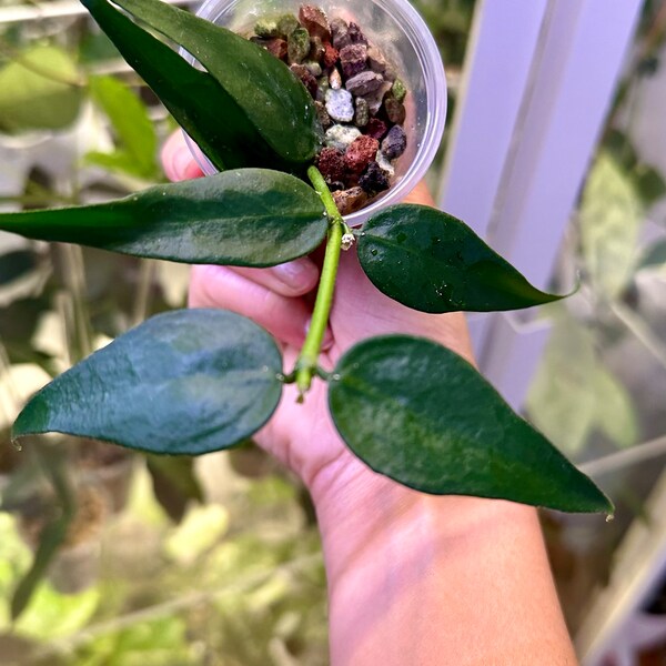 Hoya Burmanica