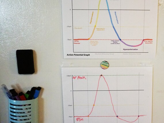 Action Potential Graph