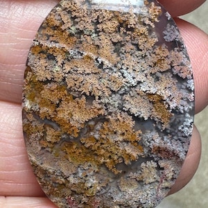 May include: A polished oval cabochon of agate with a dendritic pattern. The agate is translucent with a white, gray, and brown color scheme. The dendritic pattern is a light brown color.