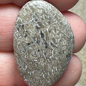 Dinosaur Bone Cabochon UK SELLER