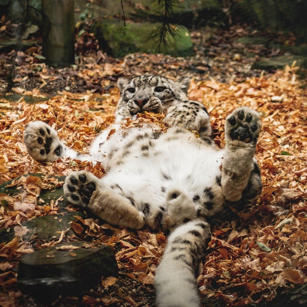 Panja the beautiful late Snow Leopard from Paradise Wildlife Park, Mermorial Print, choice of digital or a4 print with framed options