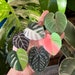 Leaf Phone Grip/Phone Stand/Phone holder (monstera, philodendron, anthurium), tropical plant 