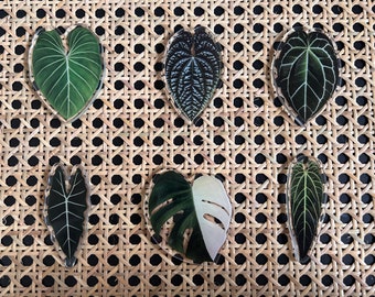 Tropical Plants Magnets - Monstera, Anthurium, Philodendron, Alocasia - Set of 6 - Green House Decor