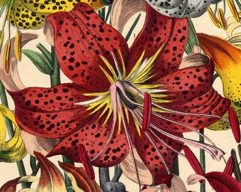 HAND COLORED LILIES. Circa 1890, original & vintage.