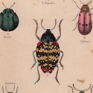 Pair of hand colored insects, bugs, beetles, print. vintage