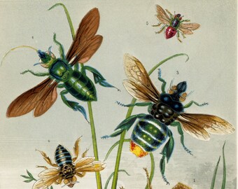 BEES. CHROMOLITHOGRAPH, VINTAGE. circa 1900