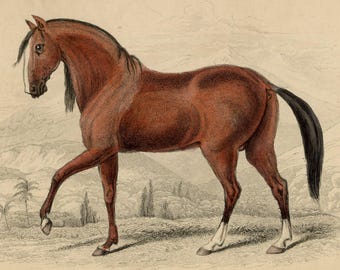 HAND COLORED HORSE Print. Circa 1890, original & vintage.