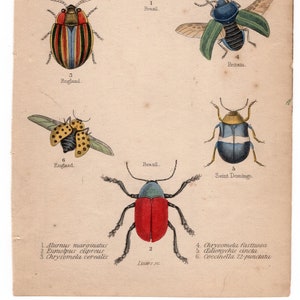 Pair of hand colored prints of beetles / bugs / insects. Circa 1900, vintage. image 1