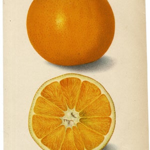 ORANGE ILLUSTRATION - CHROMOLITHOGRAPH. Circa 1920, vintage.