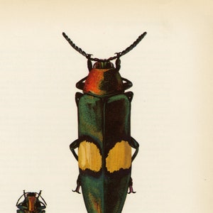 3 BEETLES LITHOGRAPHS. Vintage, circa 1960