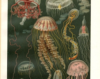 DEEP SEA CREATURES. Chromolithograph, circa 1910, vintage.