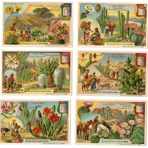 6 CACTUS TRADE CARDS - French. Chromolithographs, circa 1910, original & vintage