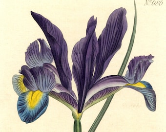 HAND COLORED IRIS. Circa 1890, original and vintage.