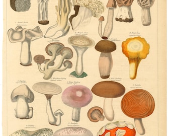 MUSHROOMS Species, German Chromolithograph. Circa 1900, original & vintage