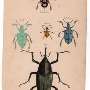 Pair of hand colored prints of beetles / bugs / insects. Circa 1900, vintage. image 2