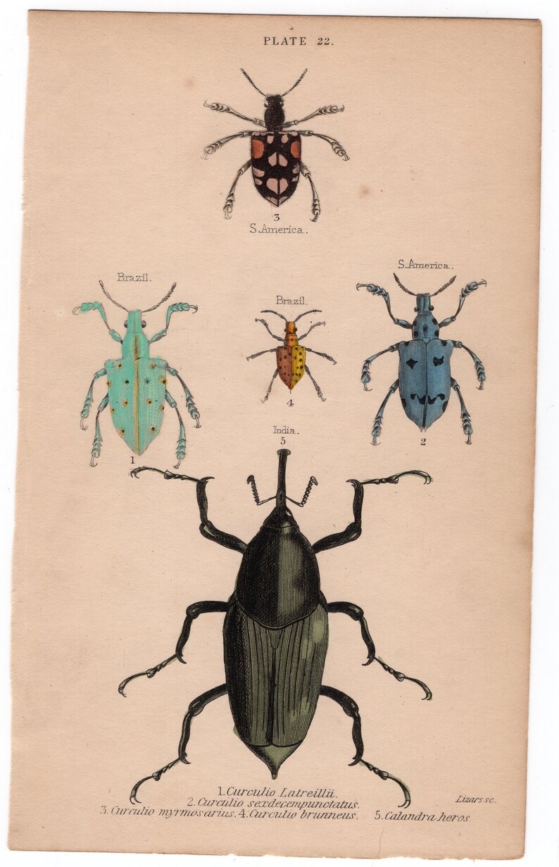 Pair of hand colored prints of beetles / bugs / insects. Circa 1900, vintage. image 2