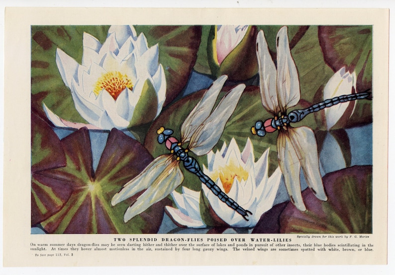 DRAGONFLIES PRINT. Circa 1940, Original & Vintage - Etsy