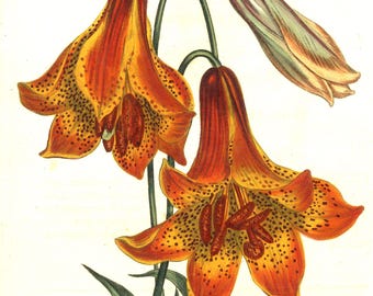 HAND COLORED PRINT. Lilly, circa 1890 Original & vintage