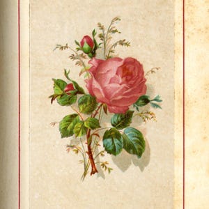May include: A vintage botanical illustration of a Hybrid Rose. The image features a large pink rose bloom with green leaves and buds, set against a cream-colored background. The text "HYBRID ROSE" is at the bottom.