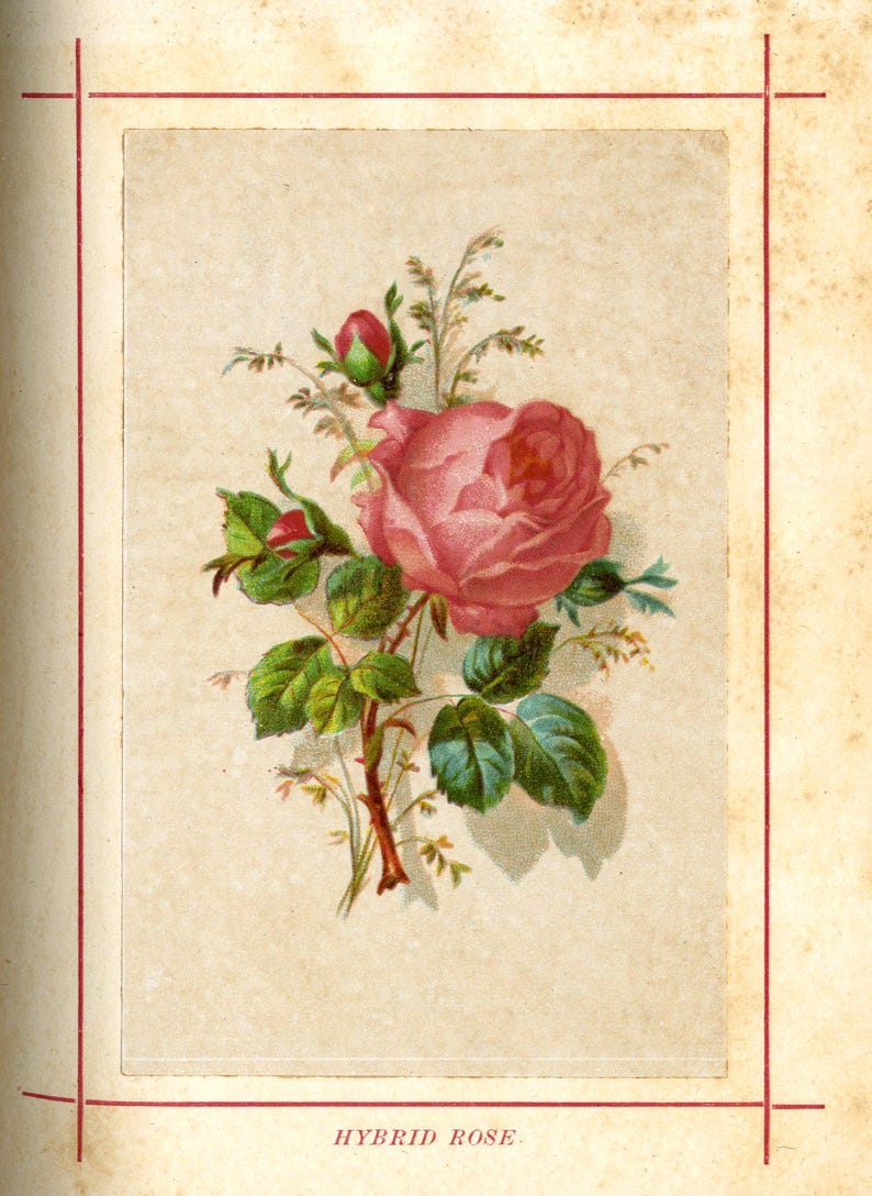 May include: A vintage botanical illustration of a Hybrid Rose. The image features a large pink rose bloom with green leaves and buds, set against a cream-colored background. The text "HYBRID ROSE" is at the bottom.