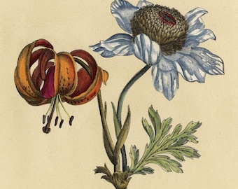 ITALIAN HAND COLORED Engraving. Original & vintage.