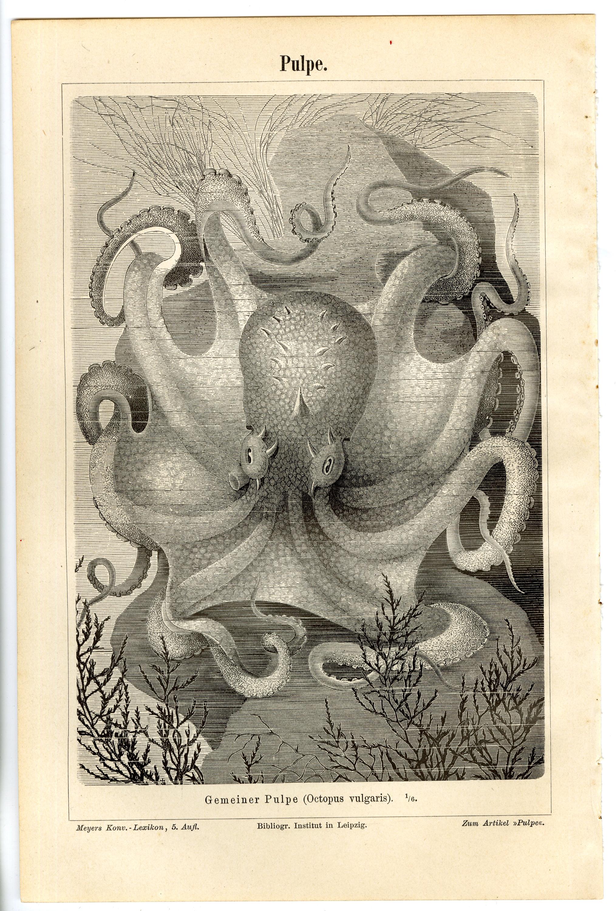 タコのリトグラフ。 1910 年頃、オリジナル - Etsy 日本